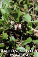 PILOSELLA COMPOSITUM- hyperazotémia, obezita, oligúria, kalkolóza, celulitída, edémy na končatinách...