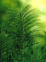 TSA EQUISETUM ARVENSE súkvetia (Praslička)